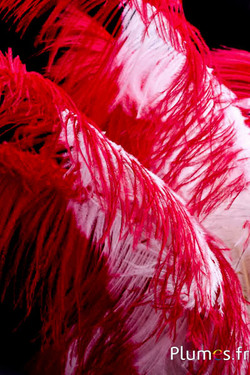 Autruche premium - 50-60 cm - crème-rouge